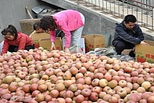 郑州富士康120位员工自备箱子下乡买苹果